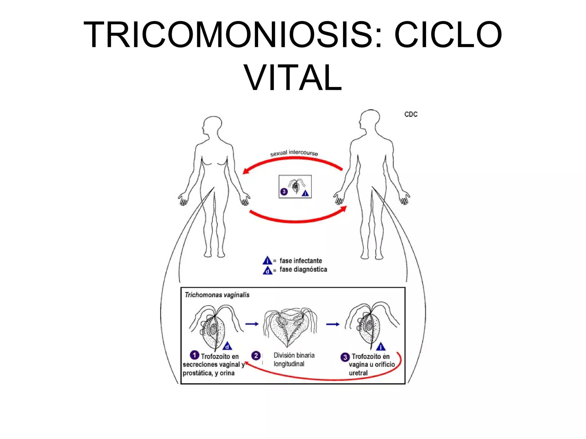 TRICOMONIOSIS: CICLO
VITAL