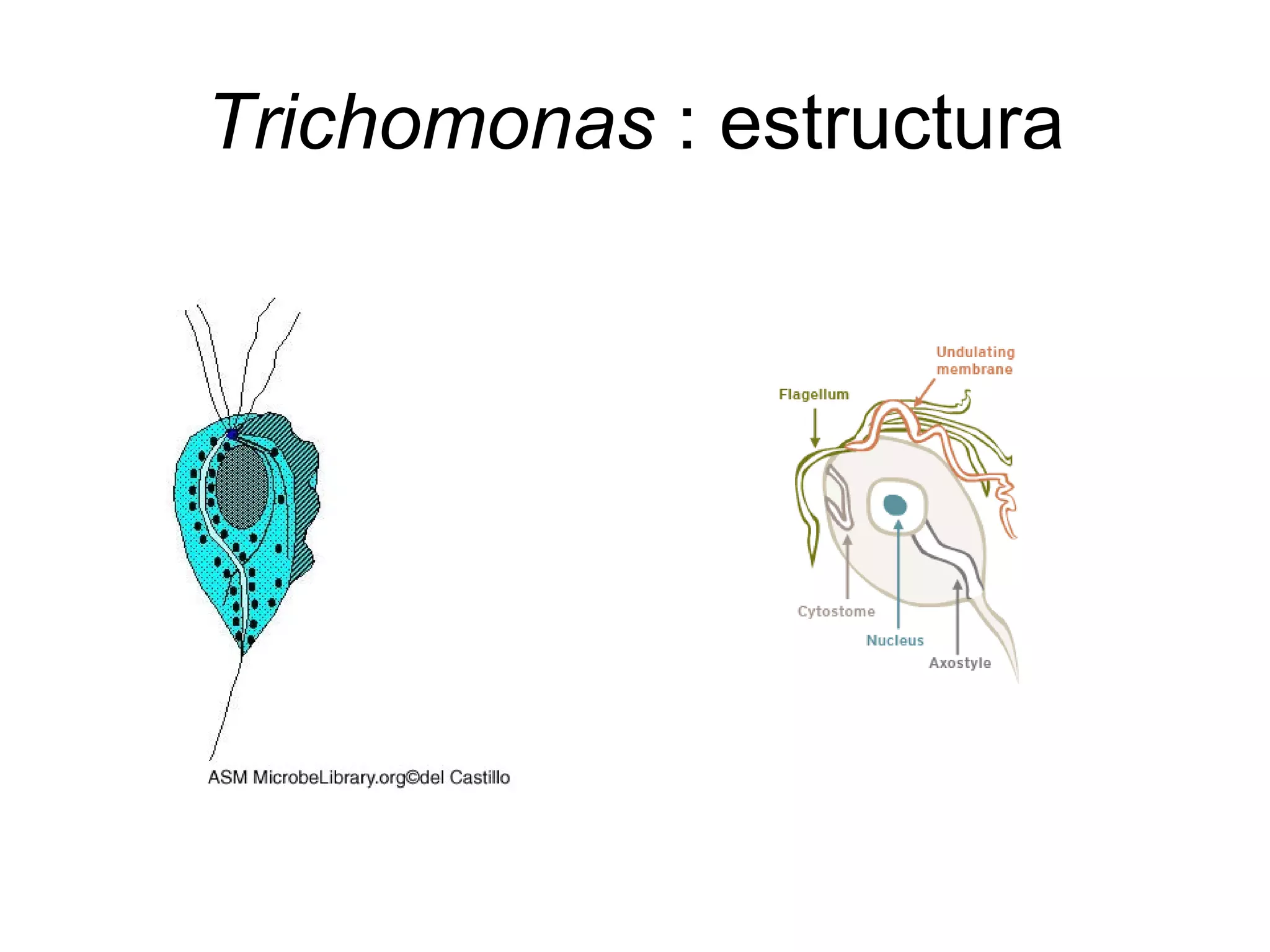 Trichomonas : estructura
