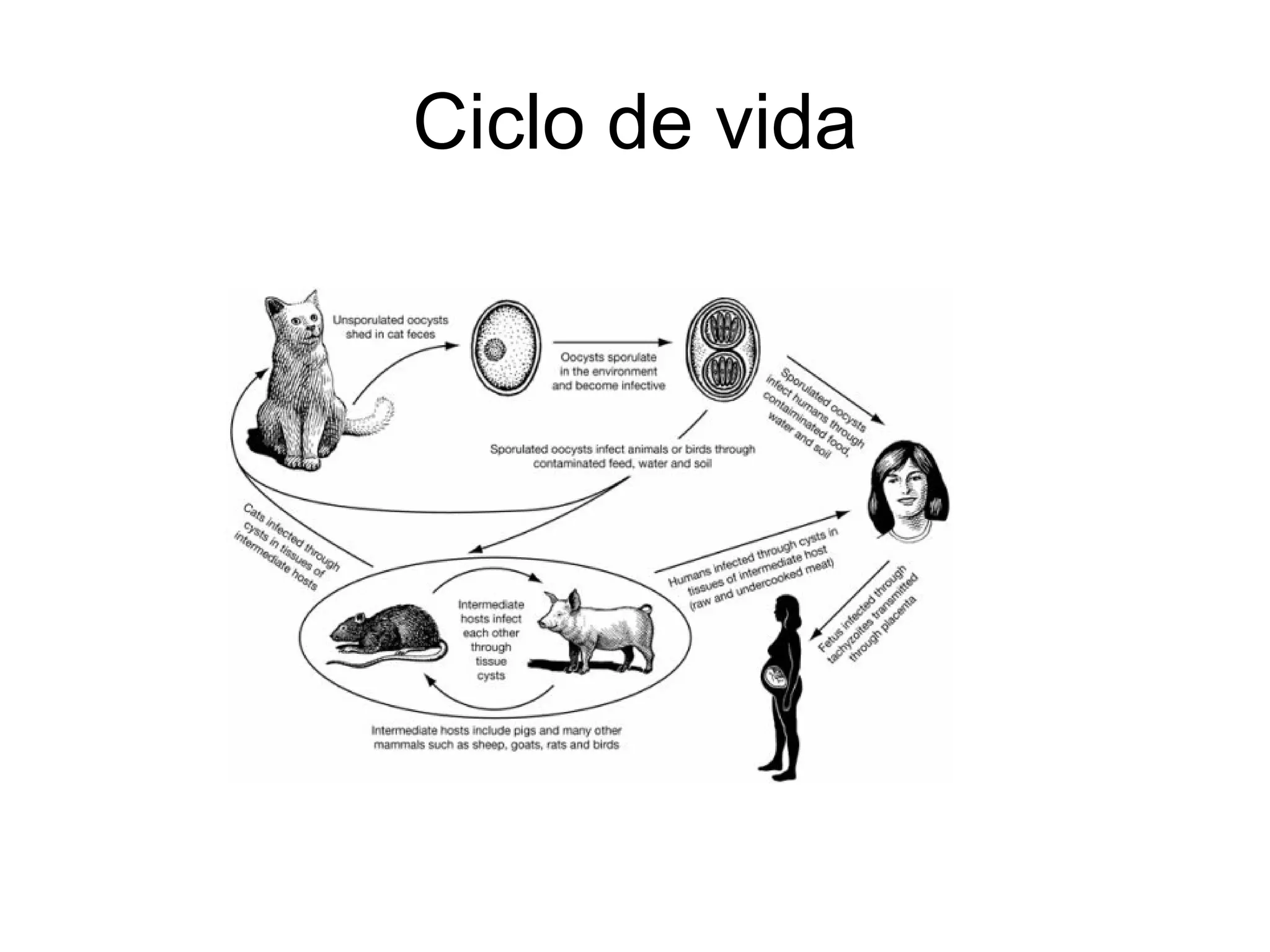 Ciclo de vida
