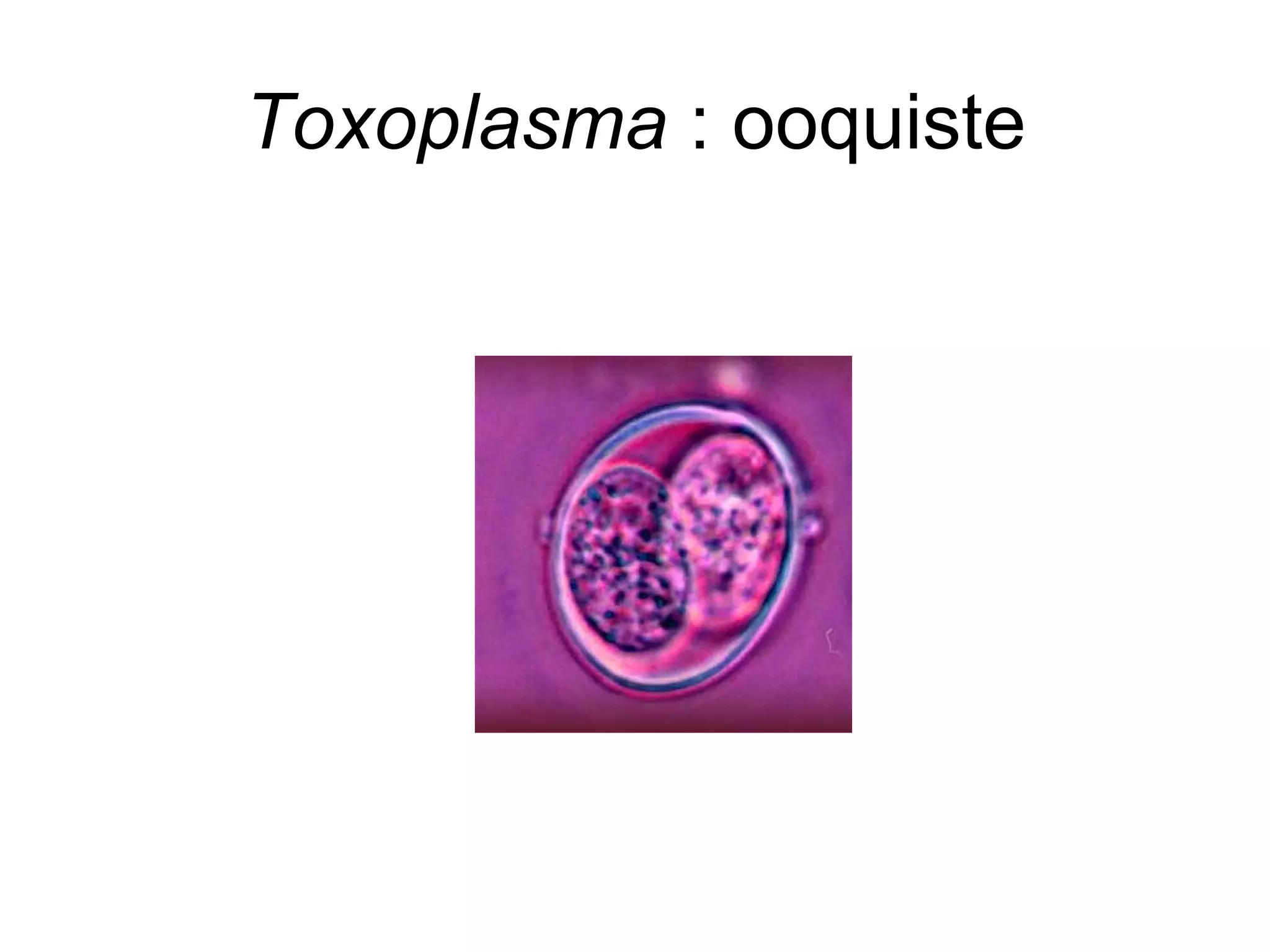 Toxoplasma : ooquiste