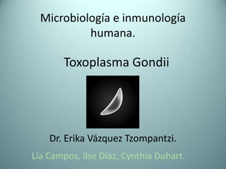 Microbiología e inmunología
humana.
Lía Campos, Ilse Díaz, Cynthia Duhart.
Toxoplasma Gondii
Dr. Erika Vázquez Tzompantzi.
 
