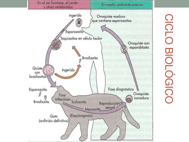 Ciclo De Vida De Toxoplasma Gondii En Humanos es.inspiredpencil.com