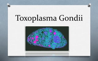 Toxoplasma Gondii
 