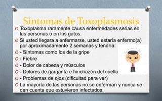 Síntomas de Toxoplasmosis
O Toxoplasma raramente causa enfermedades serias en
las personas o en los gatos.
O Si usted llegara a enfermarse, usted estaría enfermo(a)
por aproximadamente 2 semanas y tendría:
O - Síntomas como los de la gripe
O - Fiebre
O - Dolor de cabeza y músculos
O - Dolores de garganta e hinchazón del cuello
O - Problemas de ojos (dificultad para ver)
O La mayoría de las personas no se enferman y nunca se
dan cuenta que estuvieron infectados.
 