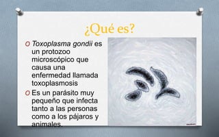 ¿Qué es?
O Toxoplasma gondii es
un protozoo
microscópico que
causa una
enfermedad llamada
toxoplasmosis
O Es un parásito muy
pequeño que infecta
tanto a las personas
como a los pájaros y
animales.
 