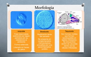 Morfologia
ooquiste
Fase esporulada
sobrevive por lagos
periodos por su
resistencia al
ambiente
Forma esferoide
Liberado en heces
de gatos
Bradizoito
Replicación lenta
del parasito
Se presenta en
conglomerados
microscópicos
envueltos por una
pared llamados
quistes
Taquizoito
Son formas motiles
que forman
seudoquistes en
tejidos infestados.
Se encuentran
dentro de vacuolas
dentro de las
células infestadas
 