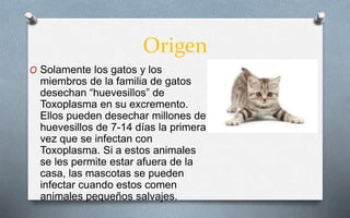 Origen
O Solamente los gatos y los
miembros de la familia de gatos
desechan “huevesillos” de
Toxoplasma en su excremento.
Ellos pueden desechar millones de
huevesillos de 7-14 días la primera
vez que se infectan con
Toxoplasma. Si a estos animales
se les permite estar afuera de la
casa, las mascotas se pueden
infectar cuando estos comen
animales pequeños salvajes.
 