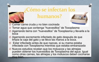 ¿Cómo se infectan los
humanos?
O Comer carne cruda y no bien cocinada
O Tomar agua que contenga “huevesillos” de Toxoplasma
O Agarrando tierra con “huevesillos” de Toxoplasma y llevarla a la
boca
O Agarrando excremento infectado de gato después de que
limpia la caja del gato y se lleva las manos a la boca.
O Estar infectado antes de que nazcas, si su mama estaba
infectada con Toxoplasma mientras que estaba embarazada
O Nuevos estudios revelan que los moluscos y las almejas
pueden obtener los huevesillos de Toxoplasma del agua. Igual
como otras carnes, las almejas y los moluscos deben cocinarse
muy bien.
 