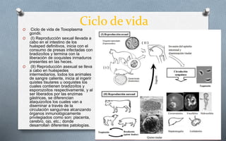 Ciclo de vidaO Ciclo de vida de Toxoplasma
gondii.
O (I) Reproducción sexual llevada a
cabo en el intestino de los
huésped definitivos, inicia con el
consumo de presas infectadas con
bradizoítos y termina con la
liberación de ooquistes inmaduros
presentes en las heces.
O (II) Reproducción asexual se lleva
a cabo en huéspedes
intermediarios, todos los animales
de sangre caliente, inicia al ingerir
quistes tisulares u ooquistes los
cuales contienen bradizoítos y
esporozoítos respectivamente, y al
ser liberados por las enzimas
gástricas, se diferencian
ataquizoítos los cuales van a
diseminar a través de la
circulación sanguínea alcanzando
órganos inmunológicamente
privilegiados como son: placenta,
cerebro, ojo, etc.; donde
desarrollan diferentes patologías.
 