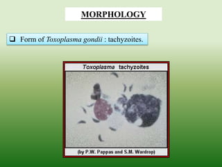  Form of Toxoplasma gondii : tachyzoites.
MORPHOLOGY
 