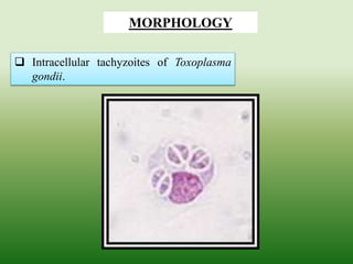  Intracellular tachyzoites of Toxoplasma
gondii.
MORPHOLOGY
 