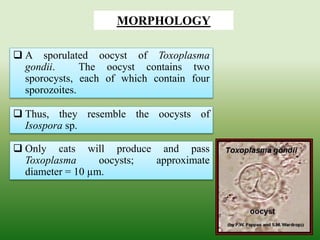  A sporulated oocyst of Toxoplasma
gondii. The oocyst contains two
sporocysts, each of which contain four
sporozoites.
MORPHOLOGY
 Thus, they resemble the oocysts of
Isospora sp.
 Only cats will produce and pass
Toxoplasma oocysts; approximate
diameter = 10 µm.
 