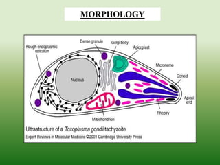MORPHOLOGY
 