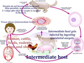 Tissue phase (intermediate hosts).
Intermediate host gets
infected by ingesting
sporulated oocysts.
Oocytes do not become infectious until
they sporulate, sporulation occurs
1- 5 days after that the oocyte is excreted
in the feces.
Intermediate host
Human, cattle,
birds, rodents,
pigs, and sheep.
 
