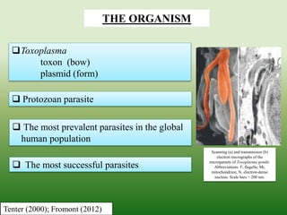  Protozoan parasite
Toxoplasma
toxon (bow)
plasmid (form)
 The most prevalent parasites in the global
human population
 The most successful parasites
THE ORGANISM
Tenter (2000); Fromont (2012)
Scanning (a) and transmission (b)
electron micrographs of the
microgamete of Toxoplasma gondii.
Abbreviations: F, flagella; Mi,
mitochondrion; N, electron-dense
nucleus. Scale bars = 200 nm.
 