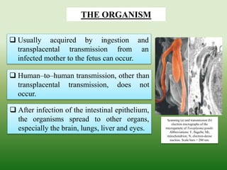  Human–to–human transmission, other than
transplacental transmission, does not
occur.
 Usually acquired by ingestion and
transplacental transmission from an
infected mother to the fetus can occur.
 After infection of the intestinal epithelium,
the organisms spread to other organs,
especially the brain, lungs, liver and eyes.
THE ORGANISM
Scanning (a) and transmission (b)
electron micrographs of the
microgamete of Toxoplasma gondii.
Abbreviations: F, flagella; Mi,
mitochondrion; N, electron-dense
nucleus. Scale bars = 200 nm.
 