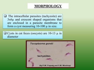  Cysts in cat feces (oocysts) are 10-13 µ in
diameter
 The intracellular parasites (tachyzoite) are
3x6µ and crescent shaped organisms that
are enclosed in a parasite membrane to
form a cyst measuring 10-100 µ in size.
MORPHOLOGY
 
