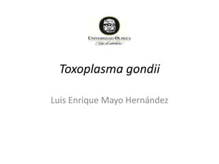 Toxoplasma gondii
Luis Enrique Mayo Hernández
 