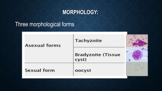 MORPHOLOGY:
Three morphological forms
 