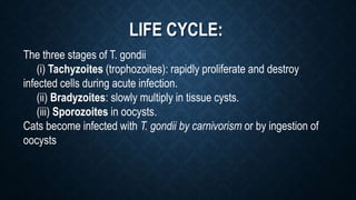 LIFE CYCLE:
The three stages of T. gondii
(i) Tachyzoites (trophozoites): rapidly proliferate and destroy
infected cells during acute infection.
(ii) Bradyzoites: slowly multiply in tissue cysts.
(iii) Sporozoites in oocysts.
Cats become infected with T. gondii by carnivorism or by ingestion of
oocysts
 