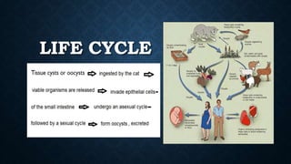 LIFE CYCLE
 