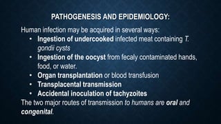 PATHOGENESIS AND EPIDEMIOLOGY:
Human infection may be acquired in several ways:
• Ingestion of undercooked infected meat containing T.
gondii cysts
• Ingestion of the oocyst from fecaly contaminated hands,
food, or water.
• Organ transplantation or blood transfusion
• Transplacental transmission
• Accidental inoculation of tachyzoites
The two major routes of transmission to humans are oral and
congenital.
 