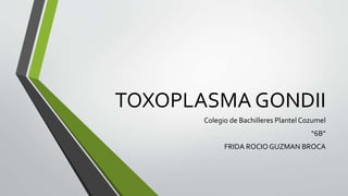 TOXOPLASMA GONDII
Colegio de Bachilleres Plantel Cozumel
“6B”
FRIDA ROCIO GUZMAN BROCA
 