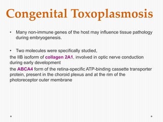 • Many non-immune genes of the host may influence tissue pathology
during embryogenesis.
• Two molecules were specifically studied,
the IIB isoform of collagen 2A1, involved in optic nerve conduction
during early development
the ABCA4 form of the retina-specific ATP-binding cassette transporter
protein, present in the choroid plexus and at the rim of the
photoreceptor outer membrane
Congenital Toxoplasmosis
 
