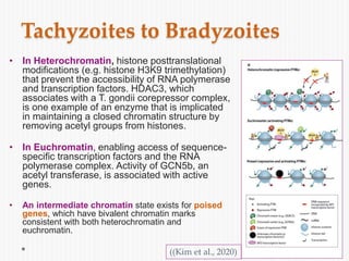 • In Heterochromatin, histone posttranslational
modifications (e.g. histone H3K9 trimethylation)
that prevent the accessibility of RNA polymerase
and transcription factors. HDAC3, which
associates with a T. gondii corepressor complex,
is one example of an enzyme that is implicated
in maintaining a closed chromatin structure by
removing acetyl groups from histones.
• In Euchromatin, enabling access of sequence-
specific transcription factors and the RNA
polymerase complex. Activity of GCN5b, an
acetyl transferase, is associated with active
genes.
• An intermediate chromatin state exists for poised
genes, which have bivalent chromatin marks
consistent with both heterochromatin and
euchromatin.
Tachyzoites to Bradyzoites
((Kim et al., 2020)
 