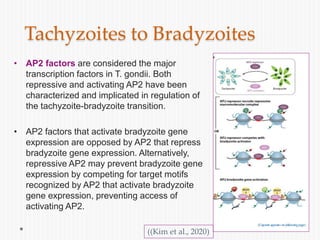 • AP2 factors are considered the major
transcription factors in T. gondii. Both
repressive and activating AP2 have been
characterized and implicated in regulation of
the tachyzoite-bradyzoite transition.
• AP2 factors that activate bradyzoite gene
expression are opposed by AP2 that repress
bradyzoite gene expression. Alternatively,
repressive AP2 may prevent bradyzoite gene
expression by competing for target motifs
recognized by AP2 that activate bradyzoite
gene expression, preventing access of
activating AP2.
Tachyzoites to Bradyzoites
((Kim et al., 2020)
 