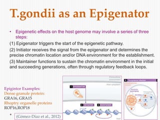 T.gondii as an Epigenator
• Epigenetic effects on the host genome may involve a series of three
steps:
(1) Epigenator triggers the start of the epigenetic pathway.
(2) Initiator receives the signal from the epigenator and determines the
precise chromatin location and/or DNA environment for the establishment.
(3) Maintainer functions to sustain the chromatin environment in the initial
and succeeding generations, often through regulatory feedback loops.
Epigintor Examples:
Dense granule protein:
GRA16, GRA15
Rhoptry organelle proteins
ROP16,ROP18
(Gómez-Díaz et al., 2012)
 
