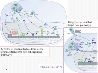 Secreted T. gondii effectors from dense
granules transform host cell signaling
pathways
Rhoptry effectors that
target host pathways
(Hakimi et al., 2017)
 
