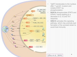 • TgIST translocates to the nucleus
after T. gondii invasion and
inhibits STAT1 by
phosphorylation.
• ROP16 phosphorylate STAT3 and
STAT6, mainly leading to a
decrease in IL-12 and Th1
response.
• GRA15 activates this signaling
pathway, which may promote cyst
formation of the avirulent strain to
avoid host immunity
(Zhu et al., 2019)
 