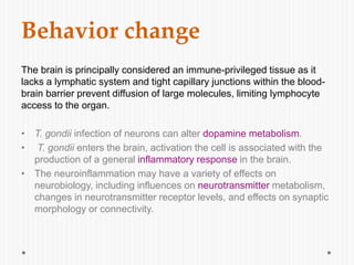 Behavior change
The brain is principally considered an immune-privileged tissue as it
lacks a lymphatic system and tight capillary junctions within the blood-
brain barrier prevent diffusion of large molecules, limiting lymphocyte
access to the organ.
• T. gondii infection of neurons can alter dopamine metabolism.
• T. gondii enters the brain, activation the cell is associated with the
production of a general inflammatory response in the brain.
• The neuroinflammation may have a variety of effects on
neurobiology, including influences on neurotransmitter metabolism,
changes in neurotransmitter receptor levels, and effects on synaptic
morphology or connectivity.
 