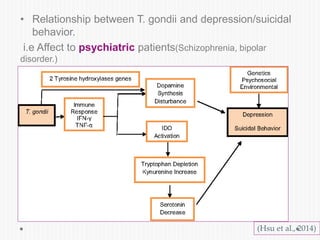 • Relationship between T. gondii and depression/suicidal
behavior.
i.e Affect to psychiatric patients(Schizophrenia, bipolar
disorder.)
(Hsu et al., 2014)
 