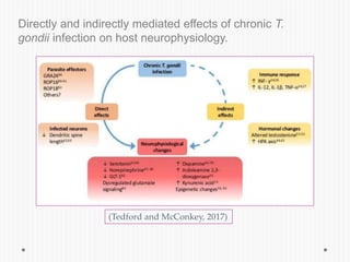 Directly and indirectly mediated effects of chronic T.
gondii infection on host neurophysiology.
(Tedford and McConkey, 2017)
 