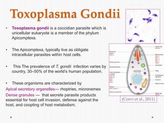 Toxoplasma Gondii
• Toxoplasma gondii is a coccidian parasite which is
unicellular eukaryote is a member of the phylum
Apicomplexa.
• The Apicomplexa, typically live as obligate
intracellular parasites within host cells.
• This The prevalence of T. gondii infection varies by
country, 30–50% of the world’s human population.
• These organisms are characterized by
Apical secretory organelles--- rhoptries, micronemes
Dense granules — that secrete parasite products
essential for host cell invasion, defense against the
host, and coopting of host metabolism.
(Corvi et al., 2011)
 