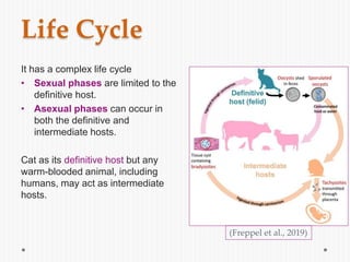 Life Cycle
It has a complex life cycle
• Sexual phases are limited to the
definitive host.
• Asexual phases can occur in
both the definitive and
intermediate hosts.
Cat as its definitive host but any
warm-blooded animal, including
humans, may act as intermediate
hosts.
(Freppel et al., 2019)
 