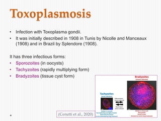 Toxoplasmosis
• Infection with Toxoplasma gondii.
• It was initially described in 1908 in Tunis by Nicolle and Manceaux
(1908) and in Brazil by Splendore (1908).
It has three infectious forms:
• Sporozoites (in oocysts)
• Tachyzoites (rapidly multiplying form)
• Bradyzoites (tissue cyst form)
(Cerutti et al., 2020)
 