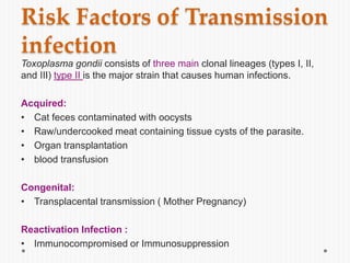 Risk Factors of Transmission
infection
Toxoplasma gondii consists of three main clonal lineages (types I, II,
and III) type II is the major strain that causes human infections.
Acquired:
• Cat feces contaminated with oocysts
• Raw/undercooked meat containing tissue cysts of the parasite.
• Organ transplantation
• blood transfusion
Congenital:
• Transplacental transmission ( Mother Pregnancy)
Reactivation Infection :
• Immunocompromised or Immunosuppression
 
