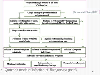 • Common mode of infection of Toxoplasma gondii.
(Khan and Khan, 2018)
 