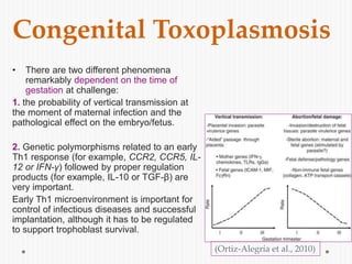 Congenital Toxoplasmosis
• There are two different phenomena
remarkably dependent on the time of
gestation at challenge:
1. the probability of vertical transmission at
the moment of maternal infection and the
pathological effect on the embryo/fetus.
2. Genetic polymorphisms related to an early
Th1 response (for example, CCR2, CCR5, IL-
12 or IFN-γ) followed by proper regulation
products (for example, IL-10 or TGF-β) are
very important.
Early Th1 microenvironment is important for
control of infectious diseases and successful
implantation, although it has to be regulated
to support trophoblast survival.
(Ortiz-Alegría et al., 2010)
 