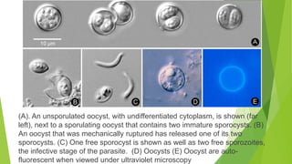 Toxoplasma gondii and cyclospora | PPTX