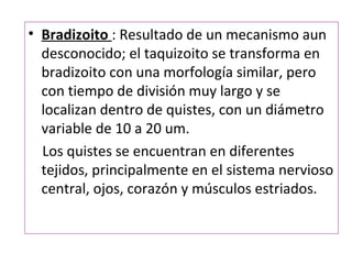 • Bradizoito : Resultado de un mecanismo aun
  desconocido; el taquizoito se transforma en
  bradizoito con una morfología similar, pero
  con tiempo de división muy largo y se
  localizan dentro de quistes, con un diámetro
  variable de 10 a 20 um.
  Los quistes se encuentran en diferentes
  tejidos, principalmente en el sistema nervioso
  central, ojos, corazón y músculos estriados.
 