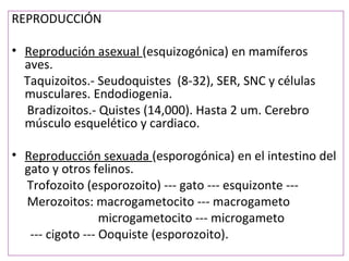REPRODUCCIÓN

• Reprodución asexual (esquizogónica) en mamíferos
  aves.
  Taquizoitos.- Seudoquistes (8-32), SER, SNC y células
  musculares. Endodiogenia.
  Bradizoitos.- Quistes (14,000). Hasta 2 um. Cerebro
  músculo esquelético y cardiaco.

• Reproducción sexuada (esporogónica) en el intestino del
  gato y otros felinos.
  Trofozoito (esporozoito) --- gato --- esquizonte ---
  Merozoitos: macrogametocito --- macrogameto
                  microgametocito --- microgameto
   --- cigoto --- Ooquiste (esporozoito).
 