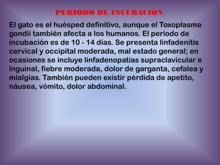 PERIODO DE INCUBACION
El gato es el huésped definitivo, aunque el Toxoplasma
gondii también afecta a los humanos. El período de
incubación es de 10 - 14 días. Se presenta linfadenitis
cervical y occipital moderada, mal estado general; en
ocasiones se incluye linfadenopatías supraclavicular e
inguinal, fiebre moderada, dolor de garganta, cefalea y
mialgias. También pueden existir pérdida de apetito,
náusea, vómito, dolor abdominal.

 