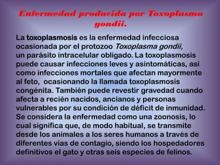 Enfermedad producida por Toxoplasma
gondii.
La toxoplasmosis es la enfermedad infecciosa
ocasionada por el protozoo Toxoplasma gondii,
un parásito intracelular obligado. La toxoplasmosis
puede causar infecciones leves y asintomáticas, así
como infecciones mortales que afectan mayormente
al feto, ocasionando la llamada toxoplasmosis
congénita. También puede revestir gravedad cuando
afecta a recién nacidos, ancianos y personas
vulnerables por su condición de déficit de inmunidad.
Se considera la enfermedad como una zoonosis, lo
cual significa que, de modo habitual, se transmite
desde los animales a los seres humanos a través de
diferentes vías de contagio, siendo los hospedadores
definitivos el gato y otras seis especies de felinos.

 