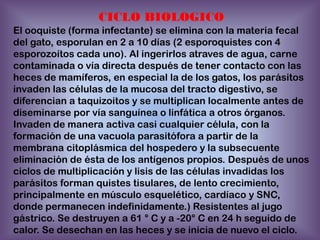CICLO BIOLOGICO
El ooquiste (forma infectante) se elimina con la materia fecal
del gato, esporulan en 2 a 10 días (2 esporoquistes con 4
esporozoítos cada uno). Al ingerirlos atraves de agua, carne
contaminada o vía directa después de tener contacto con las
heces de mamíferos, en especial la de los gatos, los parásitos
invaden las células de la mucosa del tracto digestivo, se
diferencian a taquizoitos y se multiplican localmente antes de
diseminarse por vía sanguínea o linfática a otros órganos.
Invaden de manera activa casi cualquier célula, con la
formación de una vacuola parasitófora a partir de la
membrana citoplásmica del hospedero y la subsecuente
eliminación de ésta de los antígenos propios. Después de unos
ciclos de multiplicación y lisis de las células invadidas los
parásitos forman quistes tisulares, de lento crecimiento,
principalmente en músculo esquelético, cardíaco y SNC,
donde permanecen indefinidamente.) Resistentes al jugo
gástrico. Se destruyen a 61 ° C y a -20° C en 24 h seguido de
calor. Se desechan en las heces y se inicia de nuevo el ciclo.

 