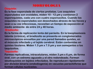 MORFOLOGIA

Ooquiste:
Es la fase esporulada de ciertos protistas. Los ooquistes
esporulados son ovoidales, miden 10 - 12 µm y contienen 2
esporoquistes, cada uno con cuatro esporozoítos. Cuando los
ooquistes no esporulados son desechados atraves de las heces y
sean a su vez infecciosas, necesitan un tiempo de exposición al
medio ambiente de entre 24 y 48 horas.
Bradizoíto:
Es la forma de replicación lenta del parásito. En la toxoplasmosis
latente (crónica), el bradizoíto se presenta en conglomerados
microscópicos envueltos por una pared llamados quistes, en
el músculo infectado y el tejido cerebral. Están contenidas en
quistes tisulares. Miden 1.5 µm x 7.0 µm y son semejantes a los
taquizoitos.
Taquizoito:
Formas replicativas, intracelulares, miden 3 µm x 6 µm, de forma
oval, con un extremo aguzado y el otro redondeado. Forman
seudoquistes en tejidos infectados. Se reproducen rápidamente
por división binaria (endodiogenia) en vacuolas parasitóforas que
forman células nucleadas.

 