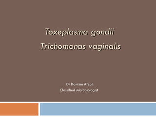 Toxoplasma gondii  Trichomonas vaginalis Dr Kamran Afzal Classified Microbiologist  